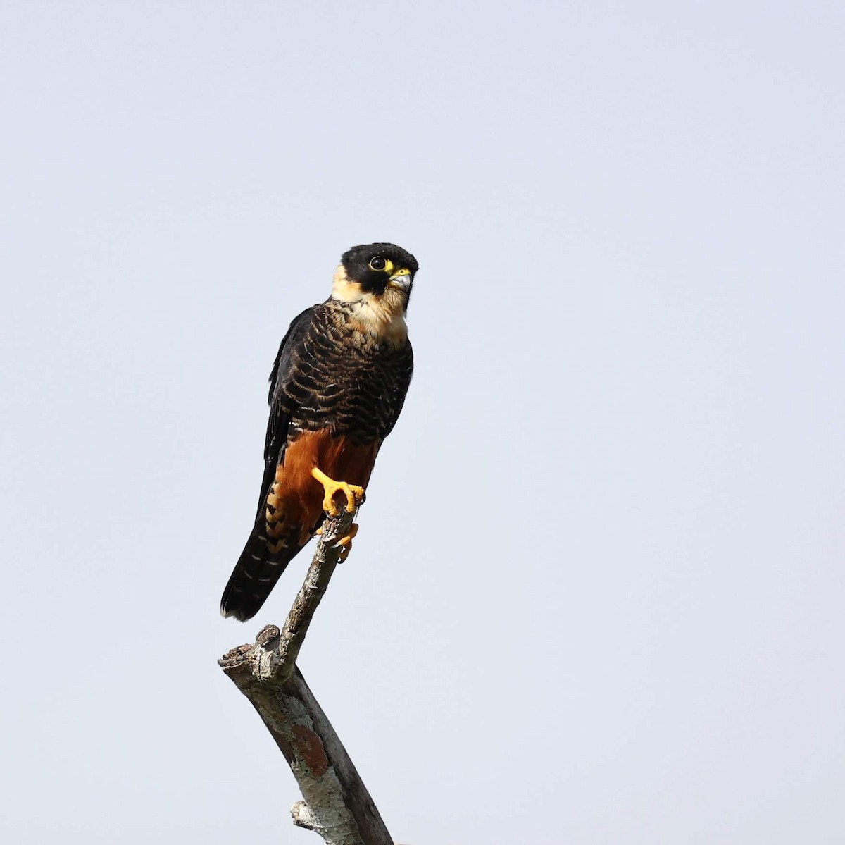 Bat Falcon - ML646112049