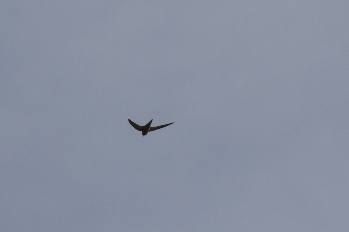 Pallid Swift - ML646112053