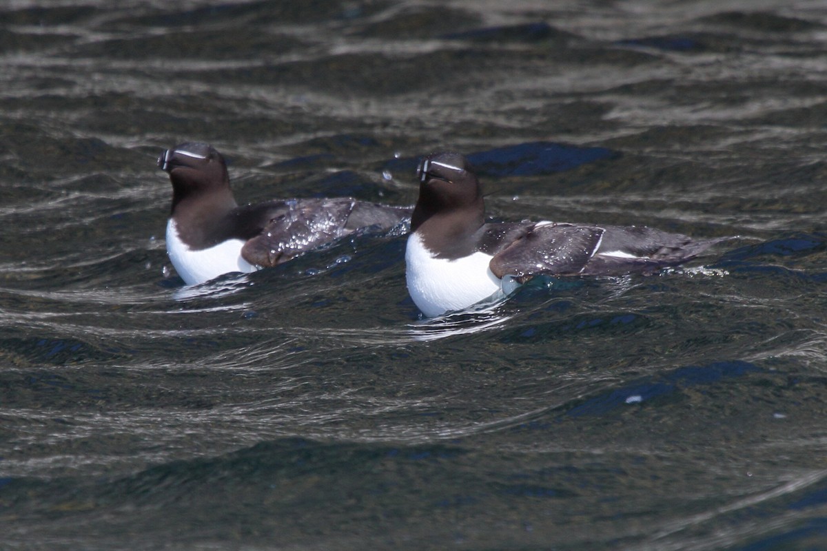 Razorbill - ML646112054
