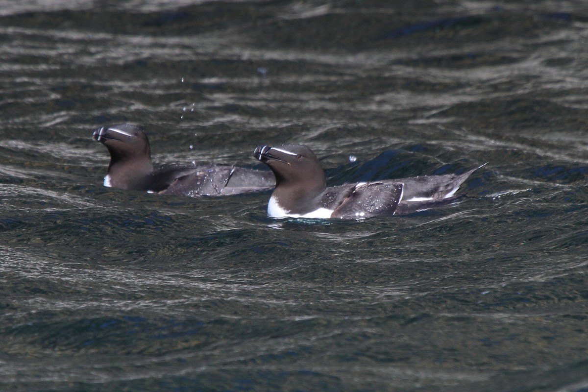 Razorbill - ML646112055