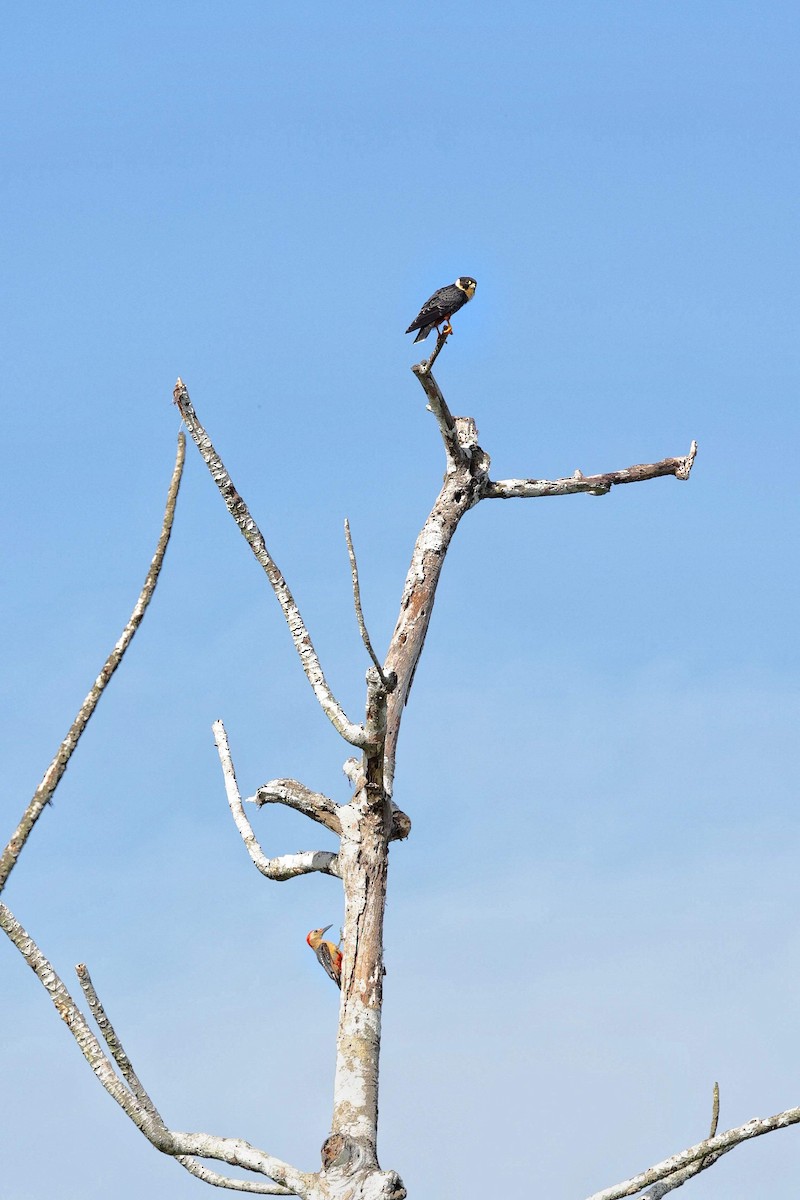 Golden-fronted Woodpecker (Velasquez's) - ML646112056