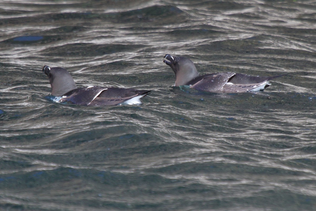 Razorbill - ML646112057