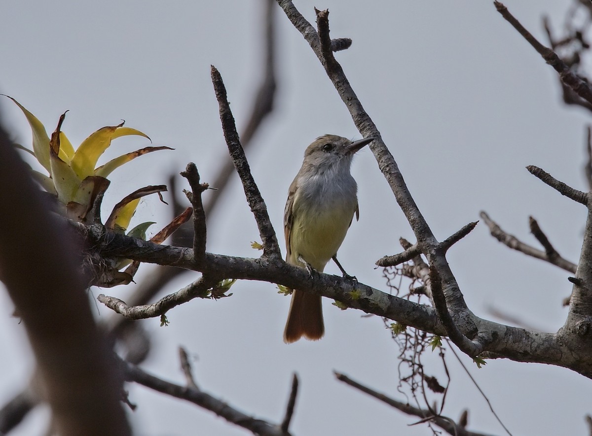 Nutting's Flycatcher - ML646112058