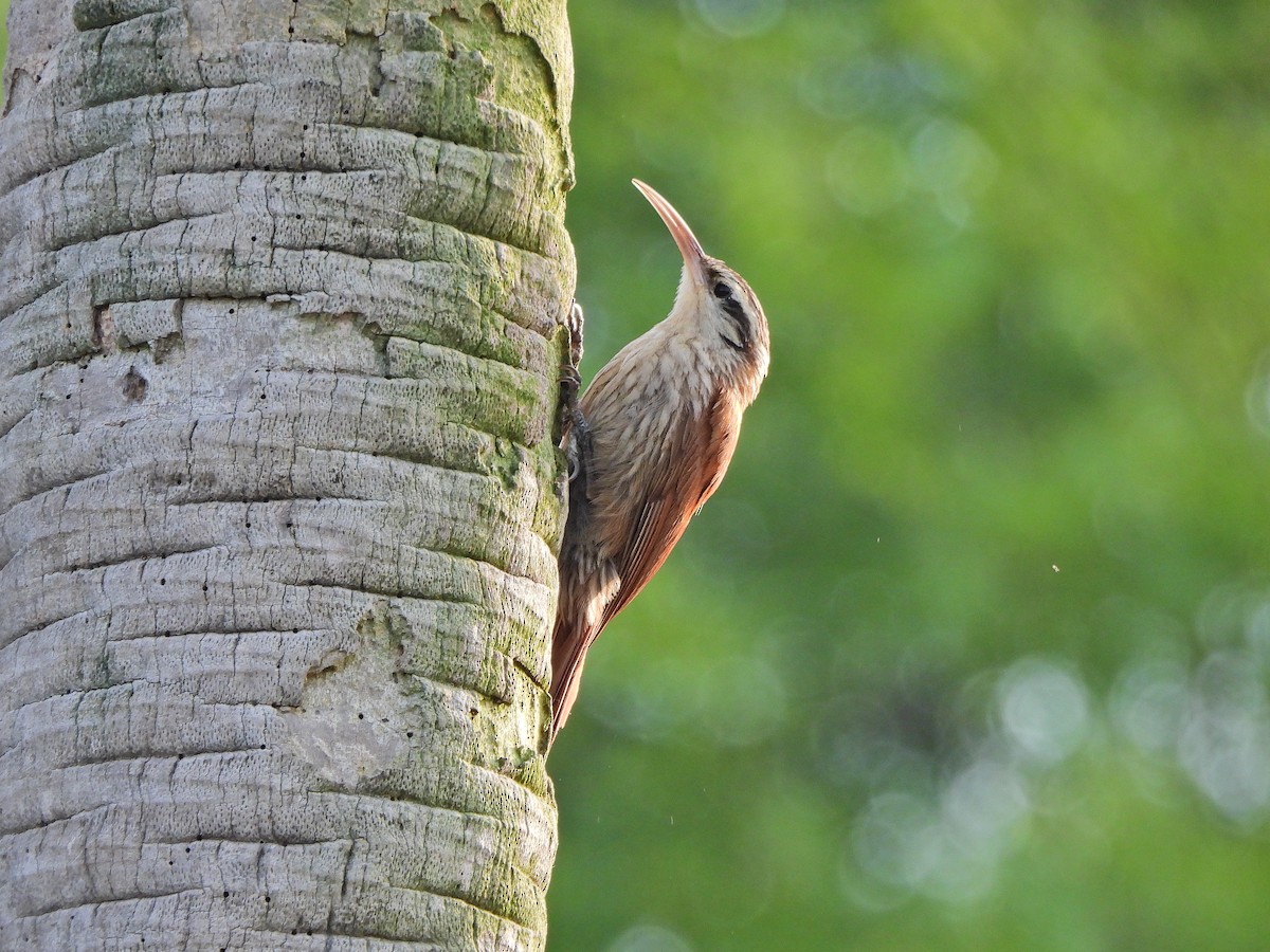 Narrow-billed Woodcreeper - ML646112059