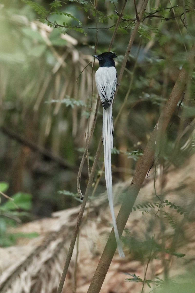 Indian Paradise-Flycatcher - ML646112061