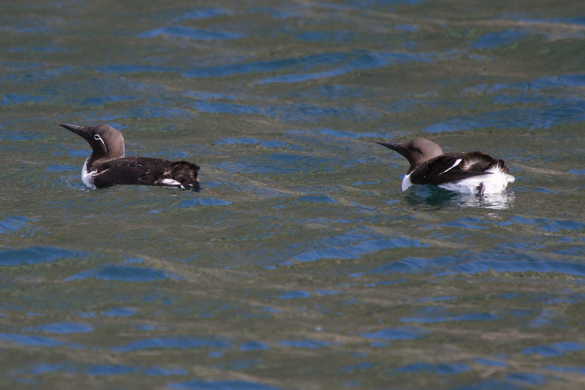 Common Murre - ML646112070