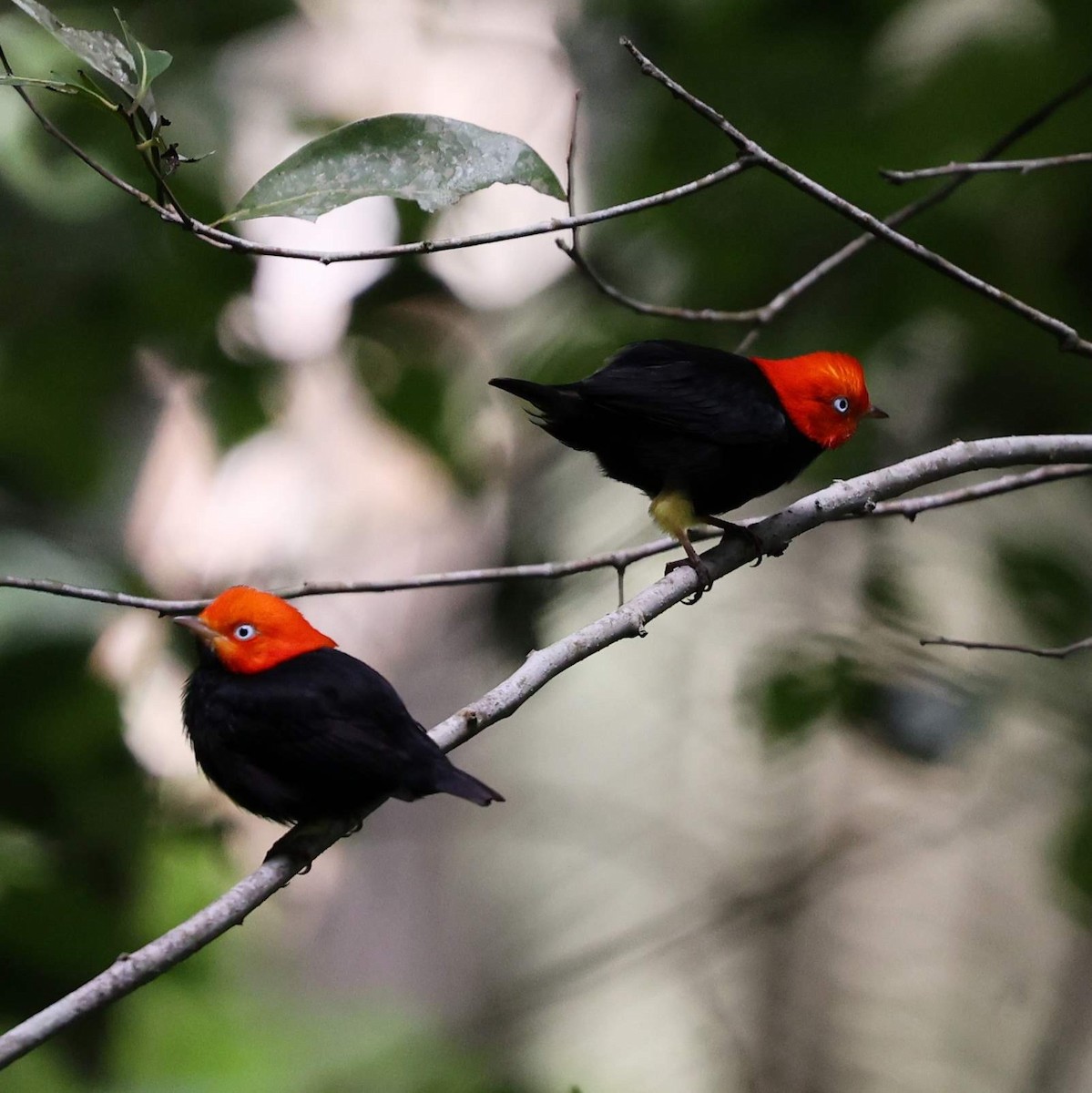 Red-capped Manakin - ML646112075