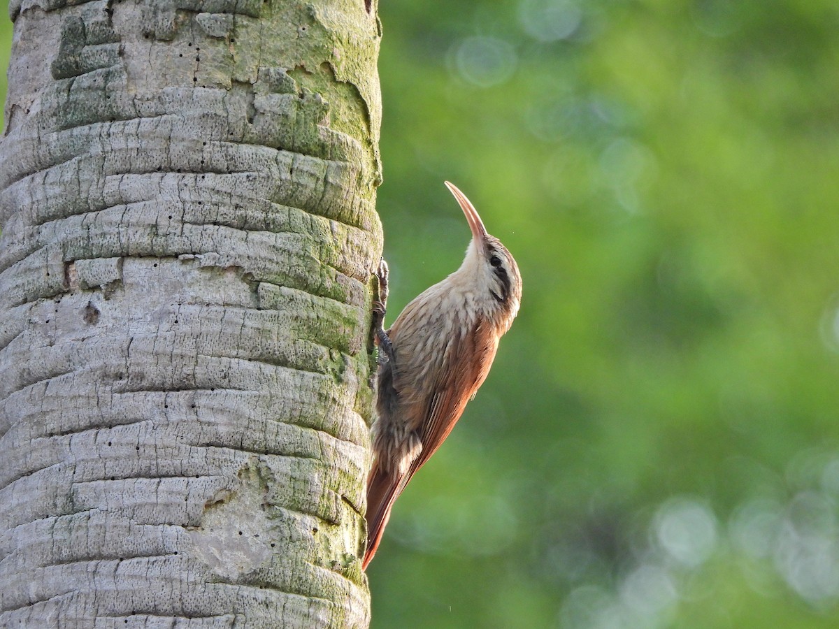 Narrow-billed Woodcreeper - ML646112077