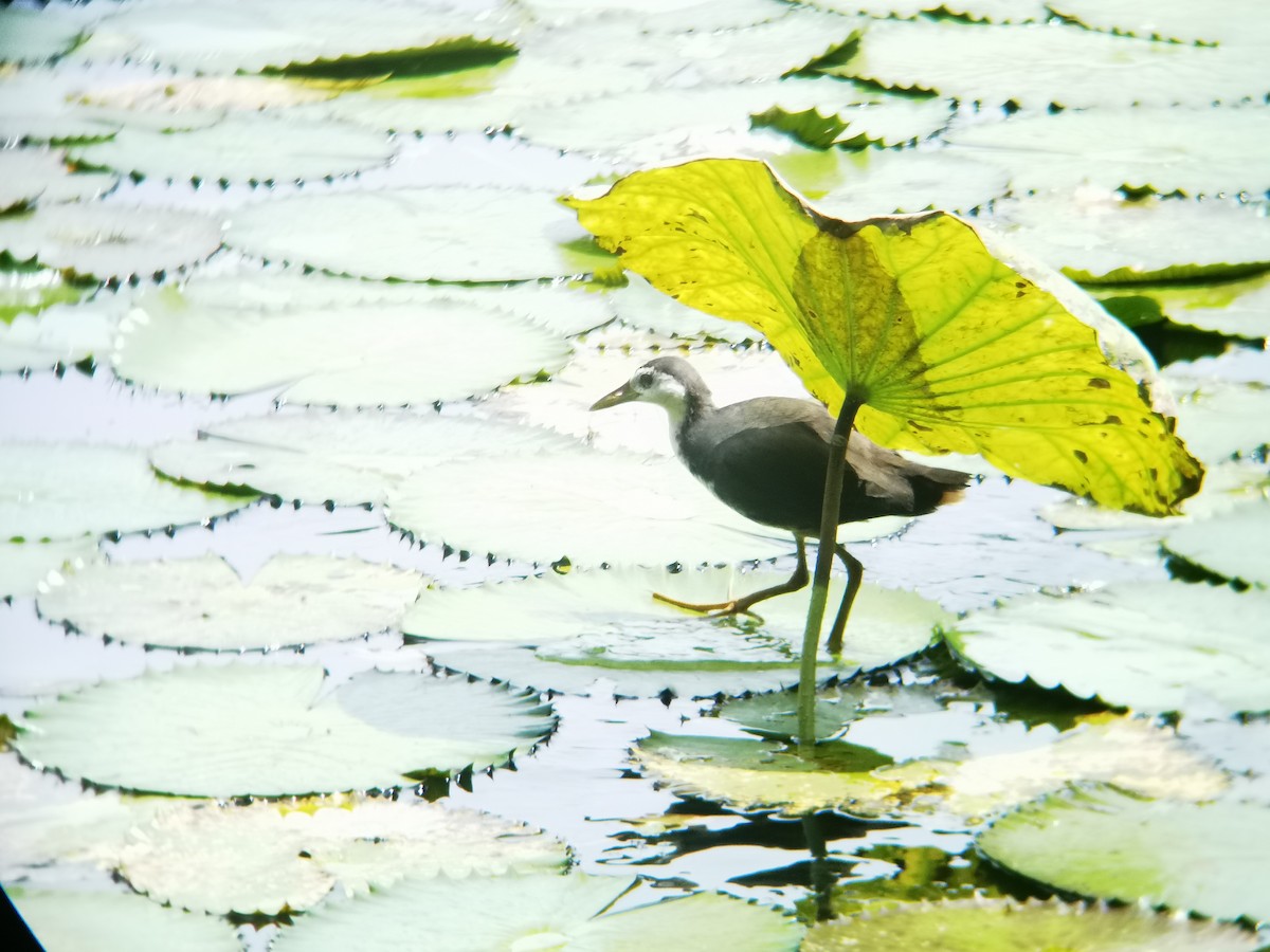 Багновик білогрудий - ML646112078