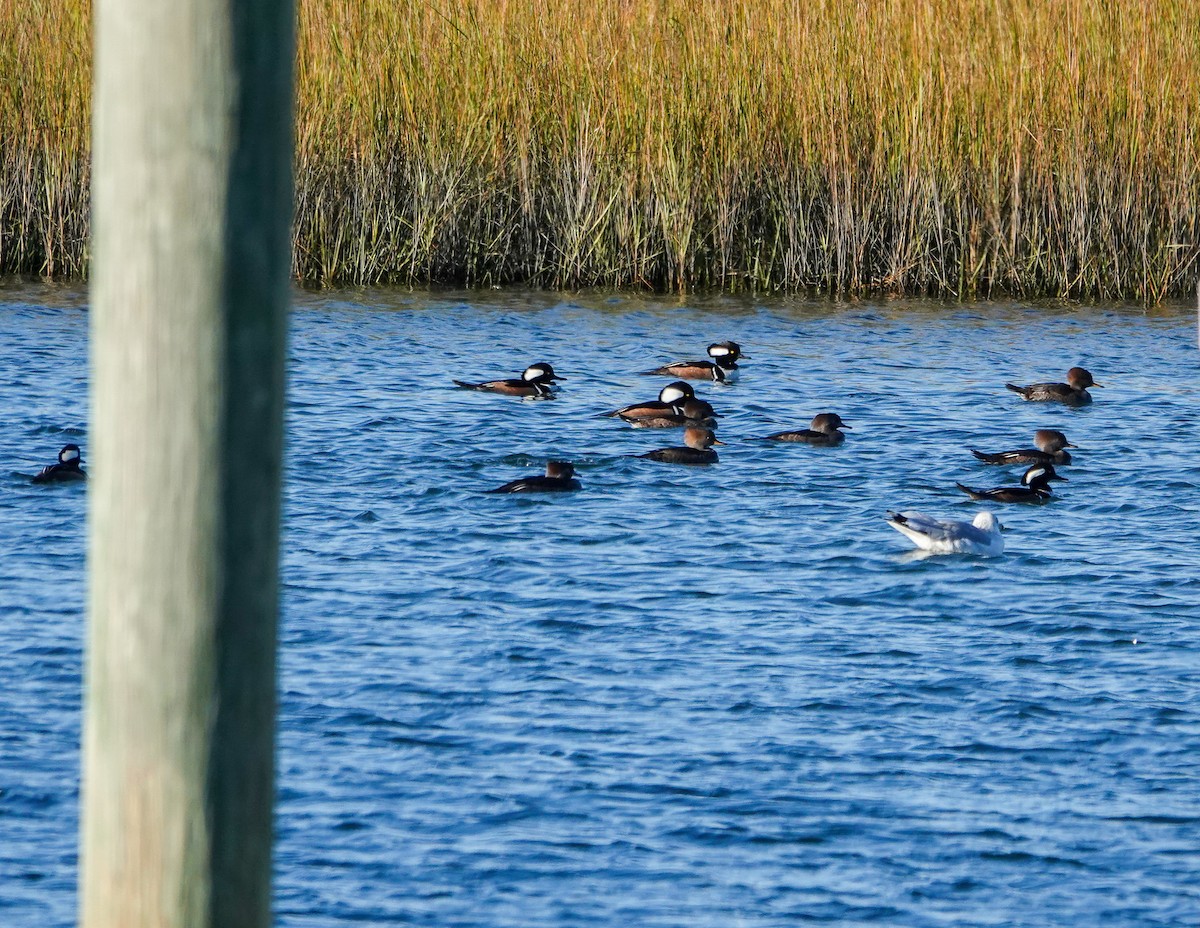Hooded Merganser - ML646112082