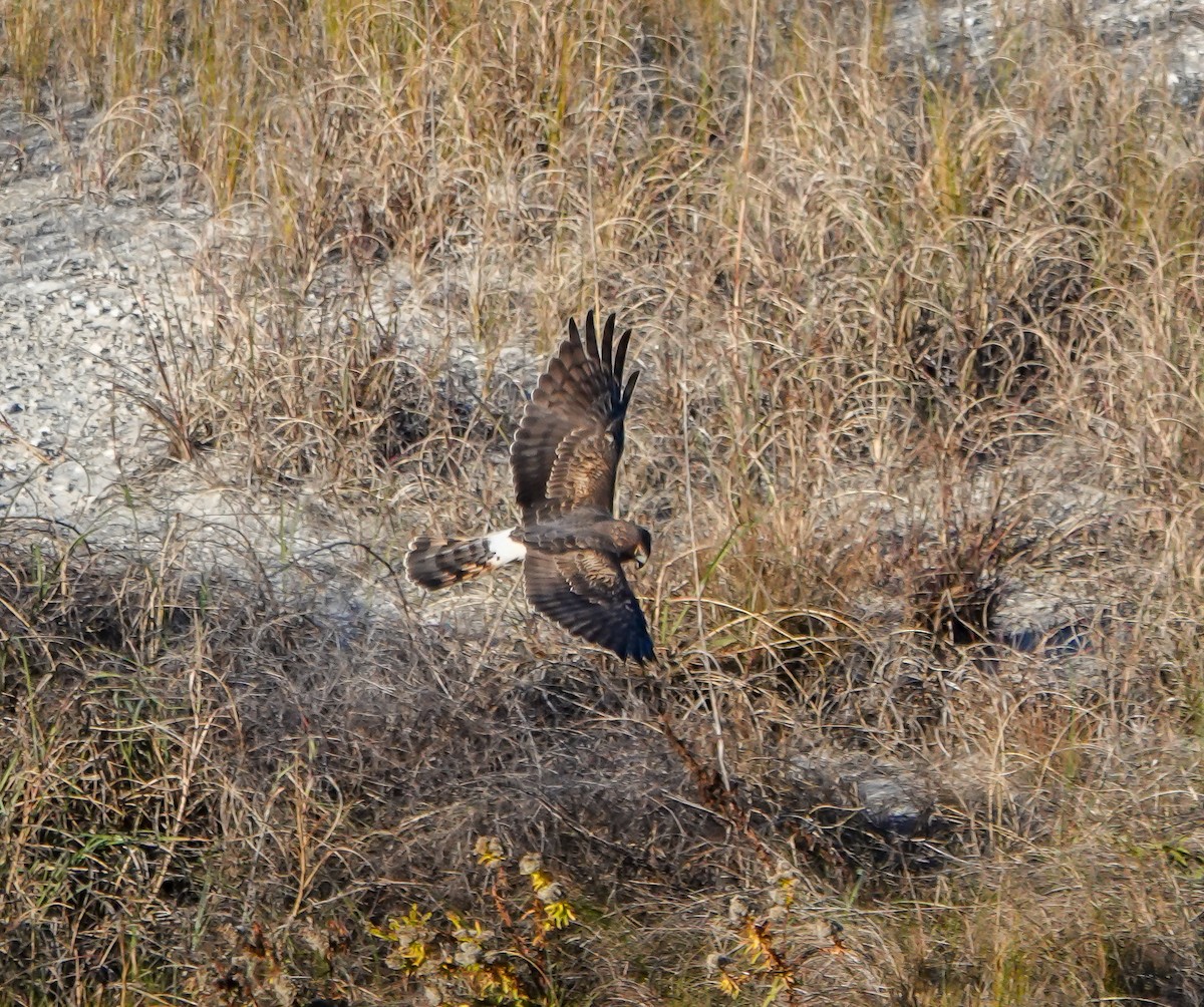 Northern Harrier - ML646112085