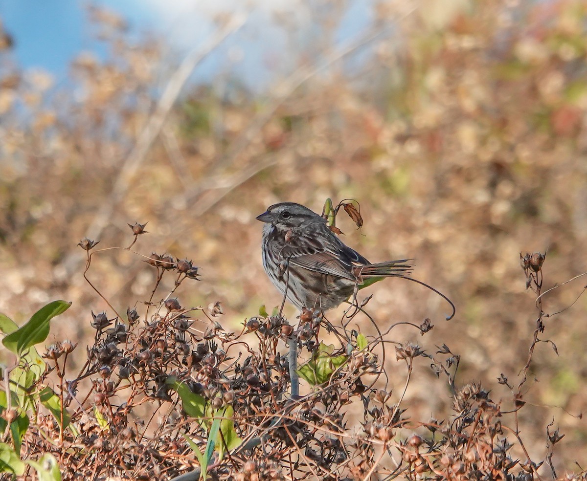 Song Sparrow - ML646112087