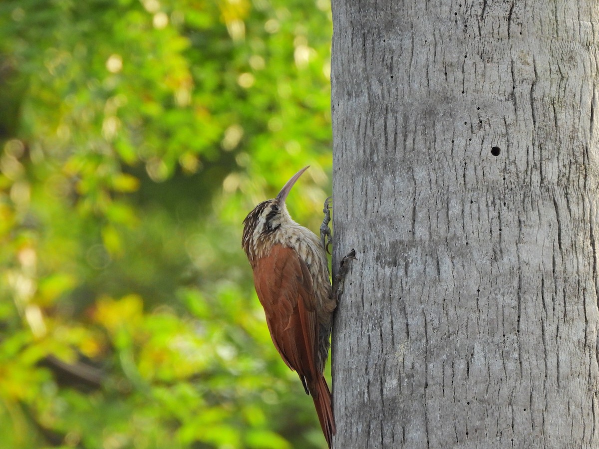 Narrow-billed Woodcreeper - ML646112088