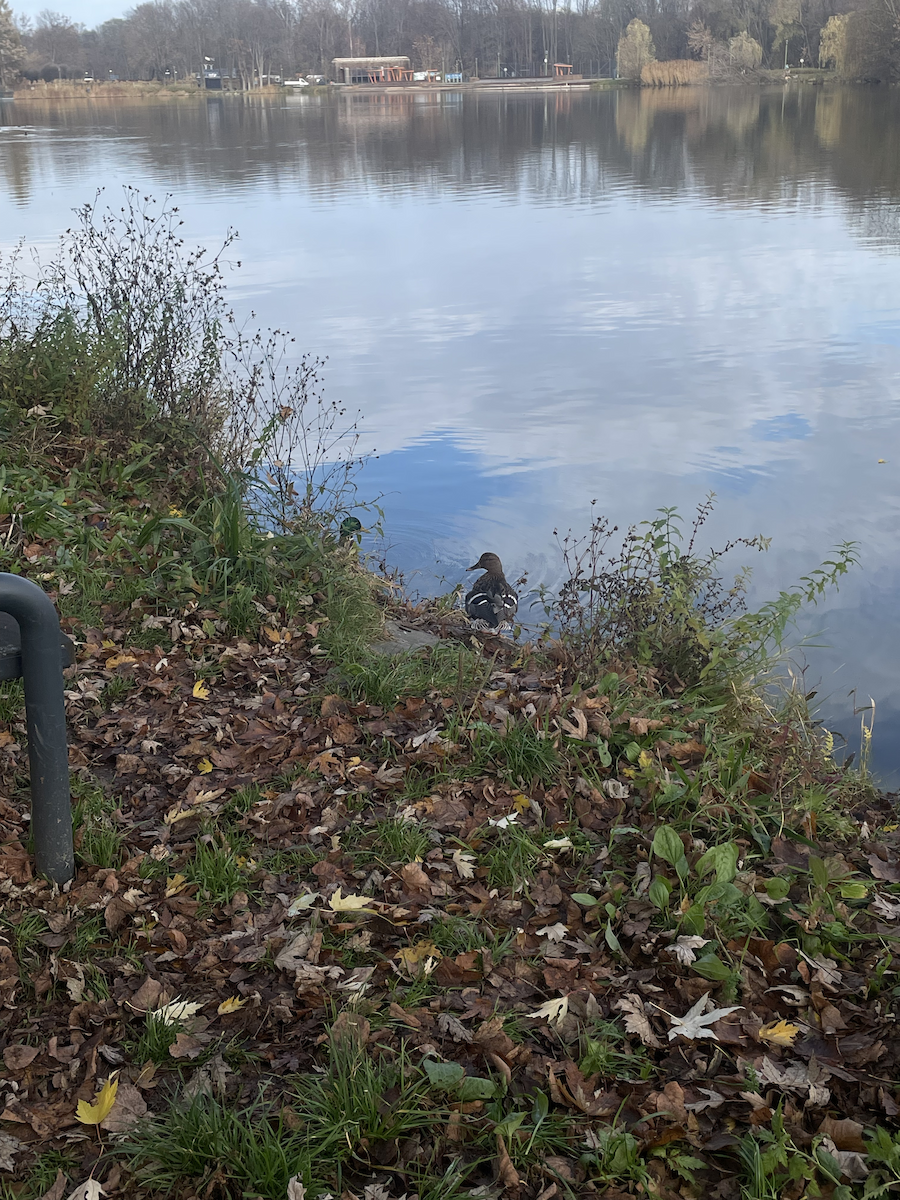 Mallard - ML646112091