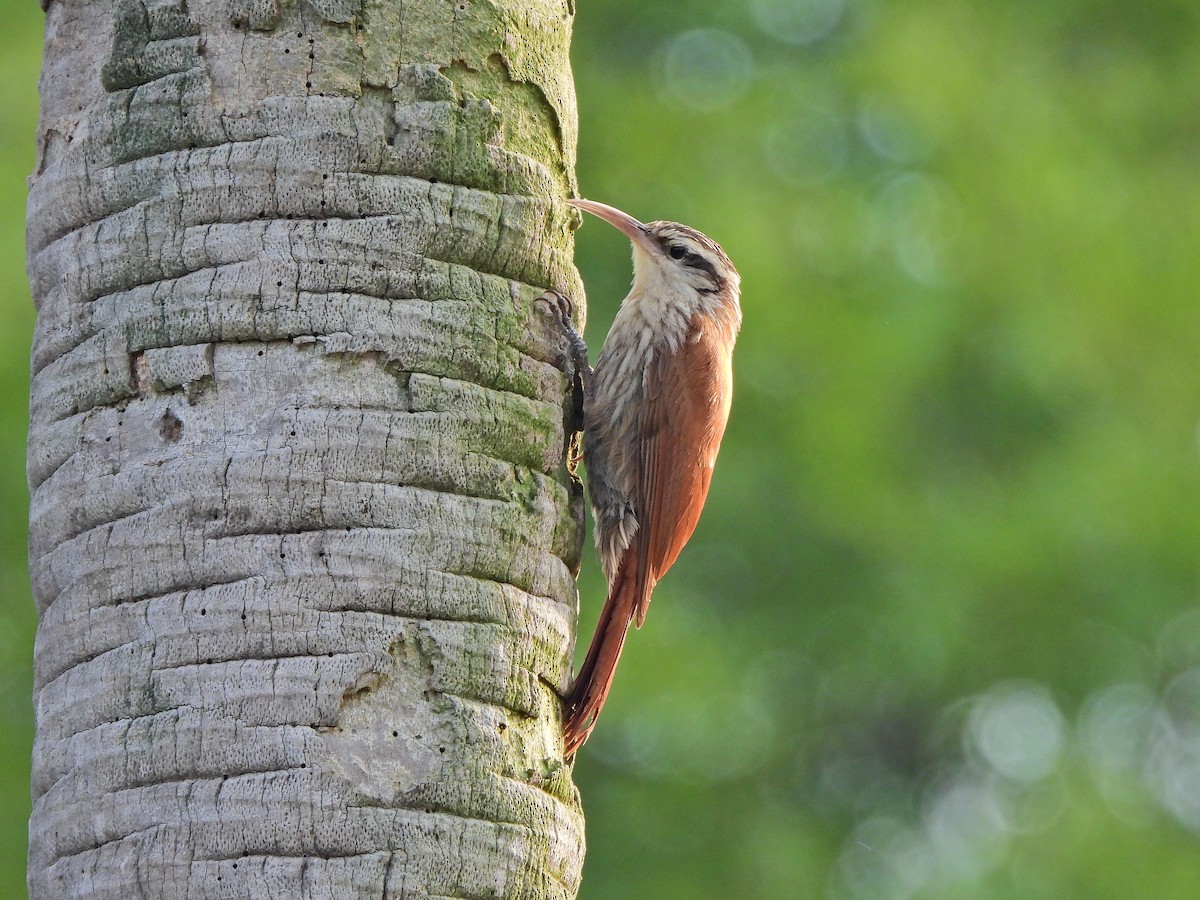 Narrow-billed Woodcreeper - ML646112092