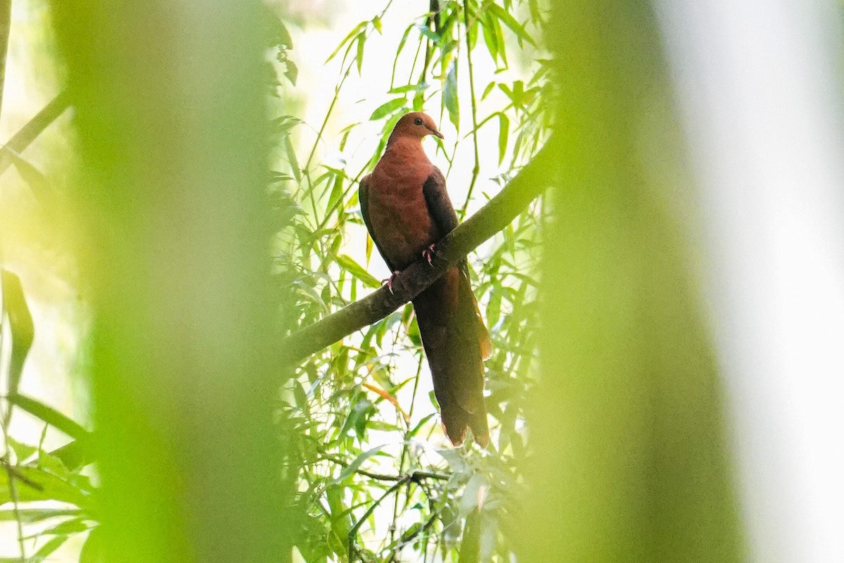 長尾鳩 - ML646112093