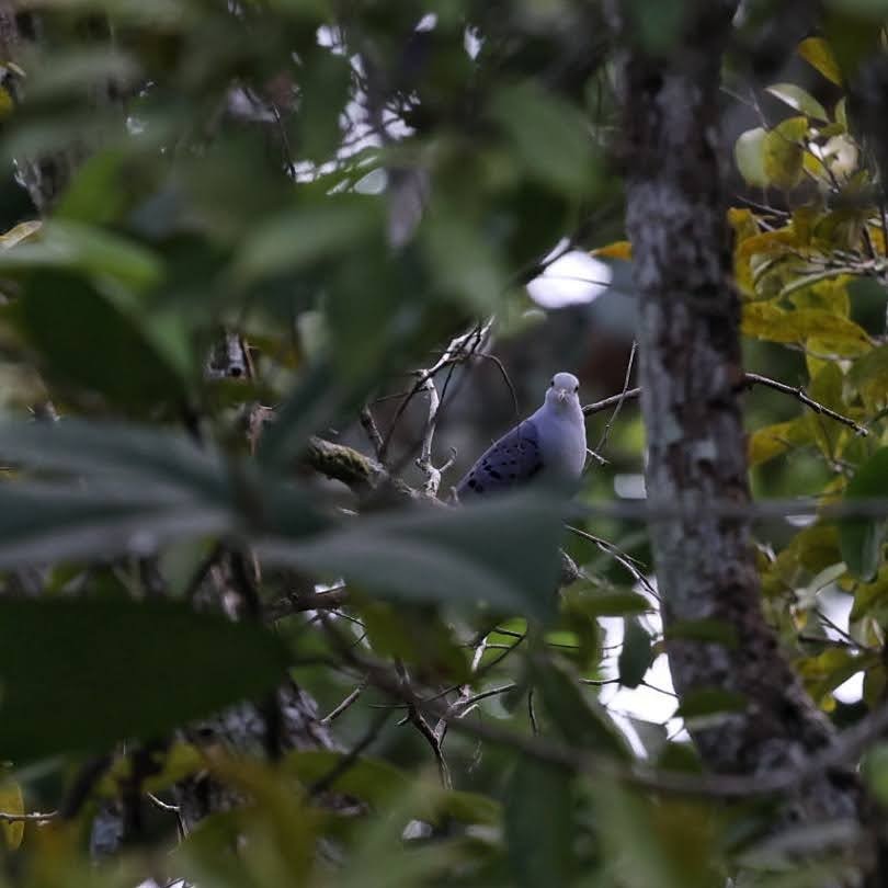 Blue Ground Dove - ML646112096