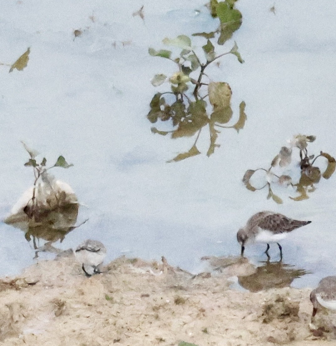 Little Stint - ML646112125