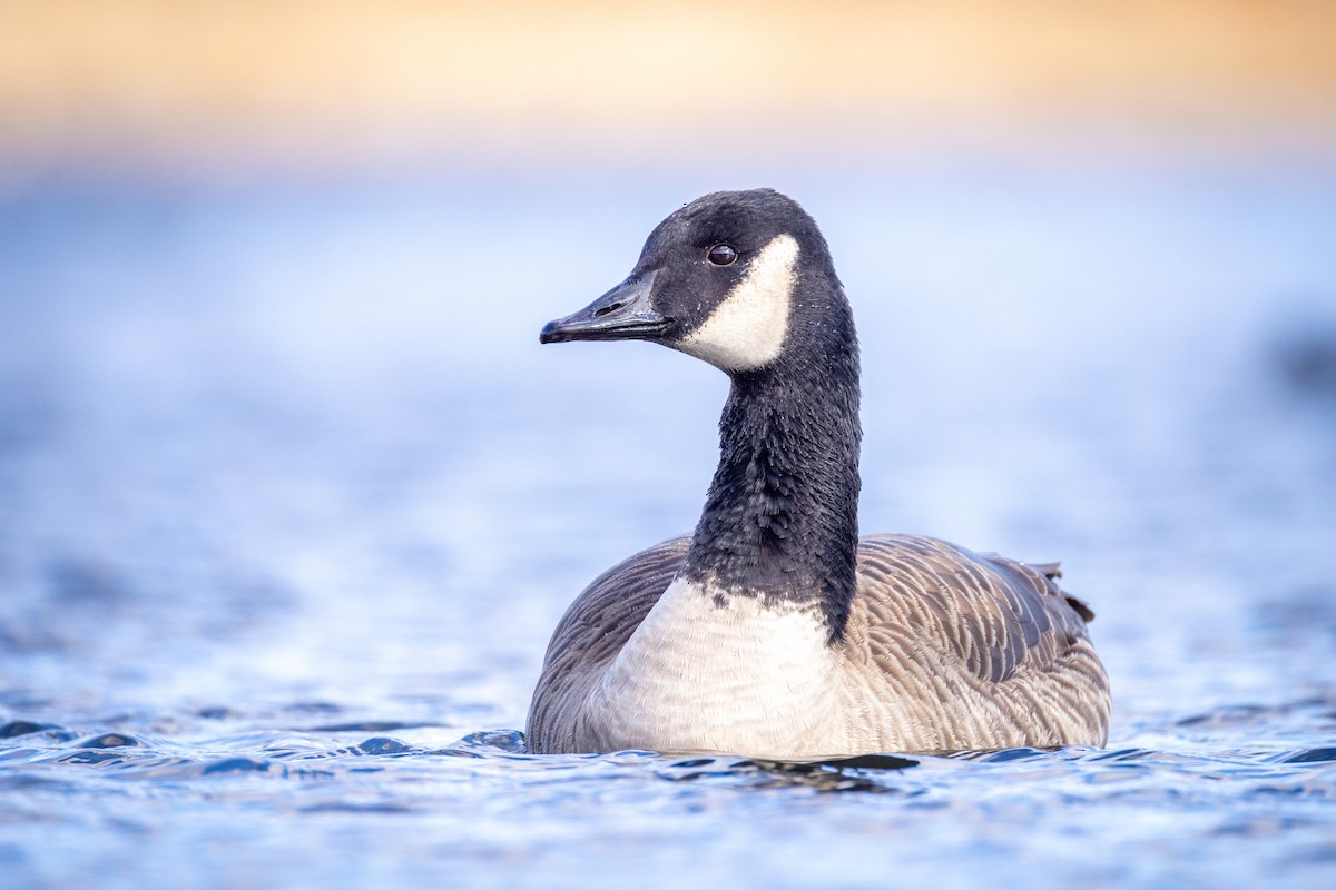 Canada Goose - ML646112127