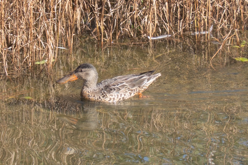 Northern Shoveler - ML646112133