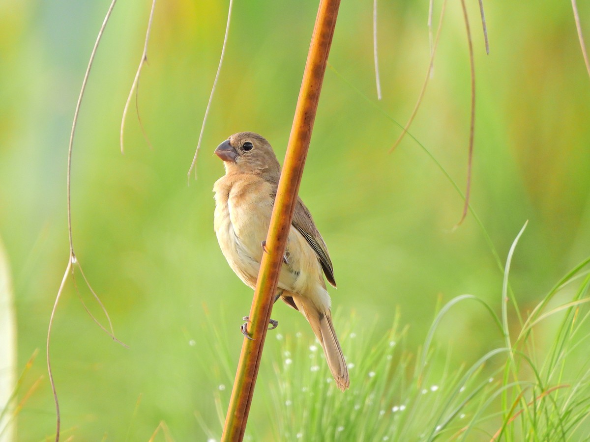 White-bellied Seedeater - ML646112139
