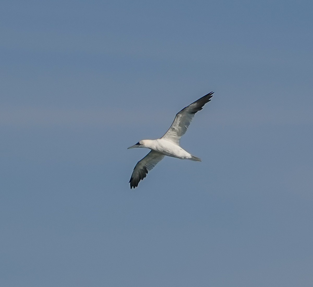 Northern Gannet - ML646112140