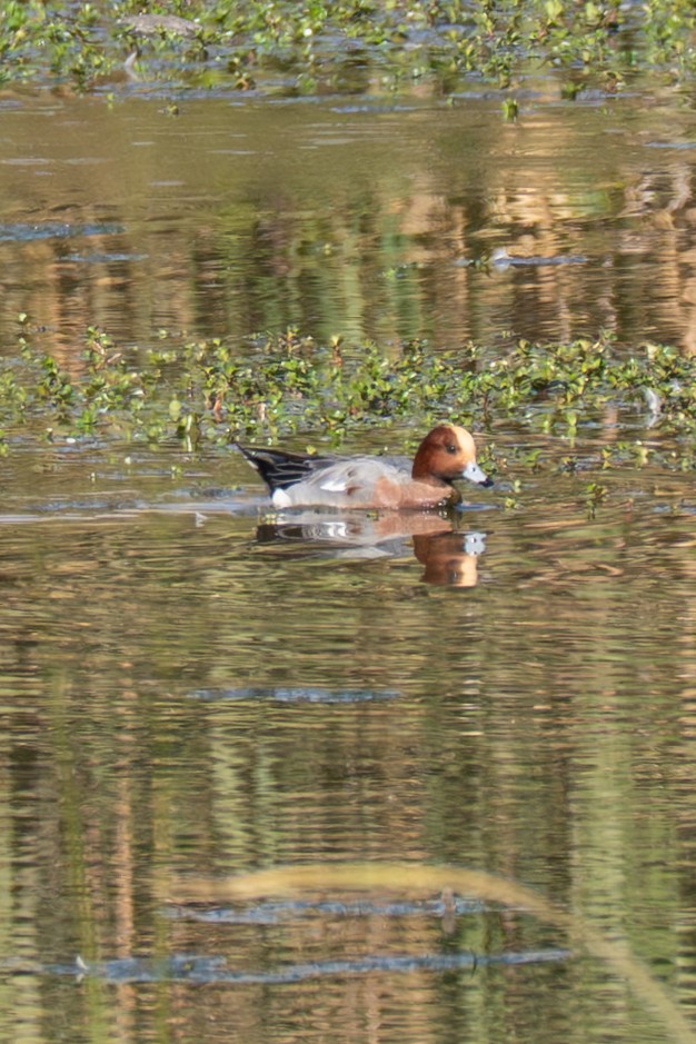 Eurasian Wigeon - ML646112148