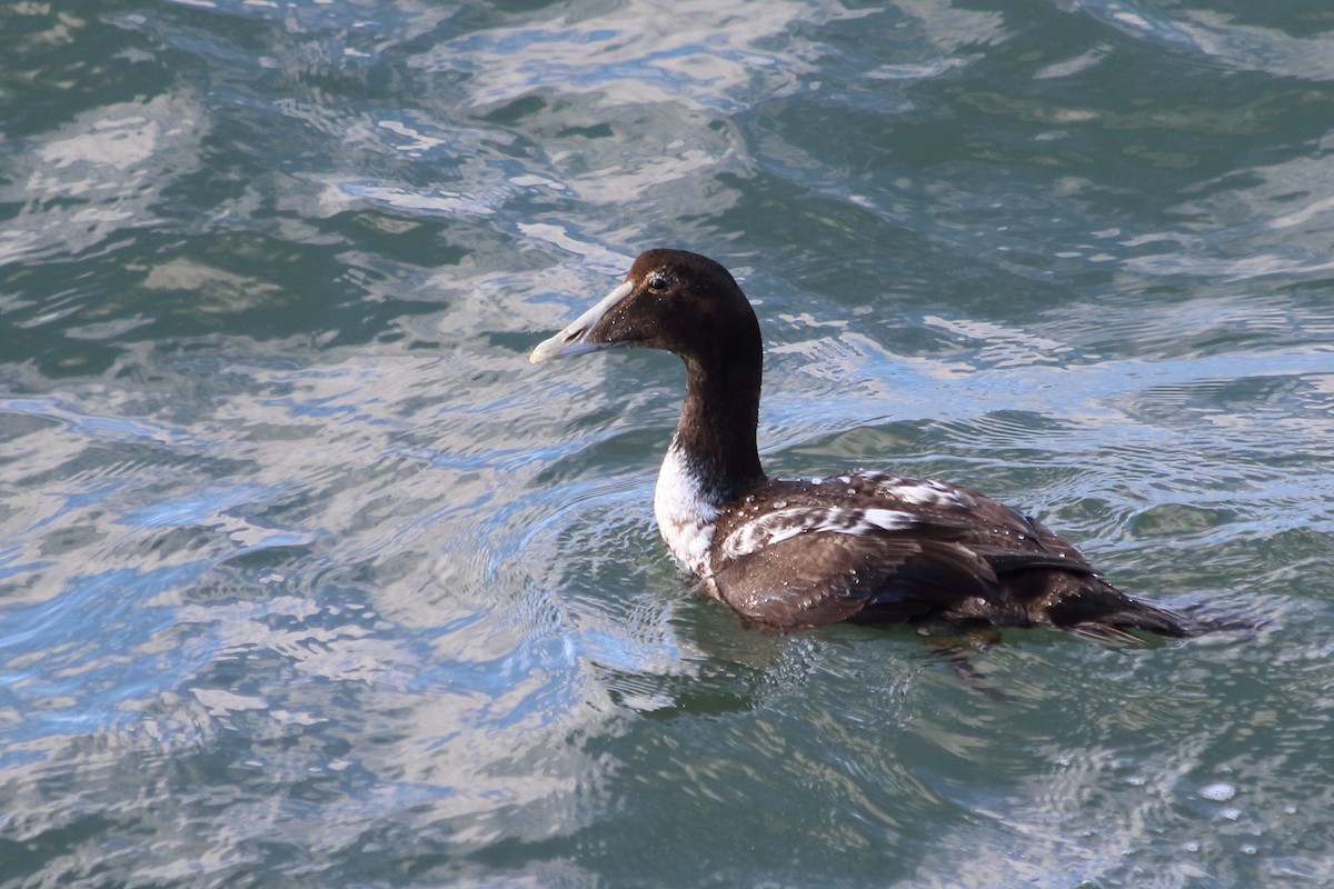 Common Eider - ML646112155