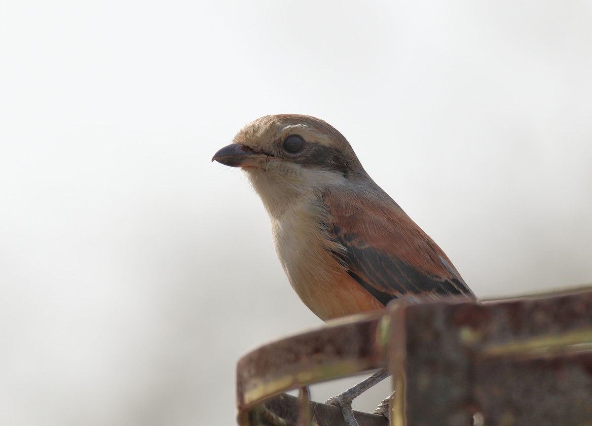 Bay-backed Shrike - ML646112156