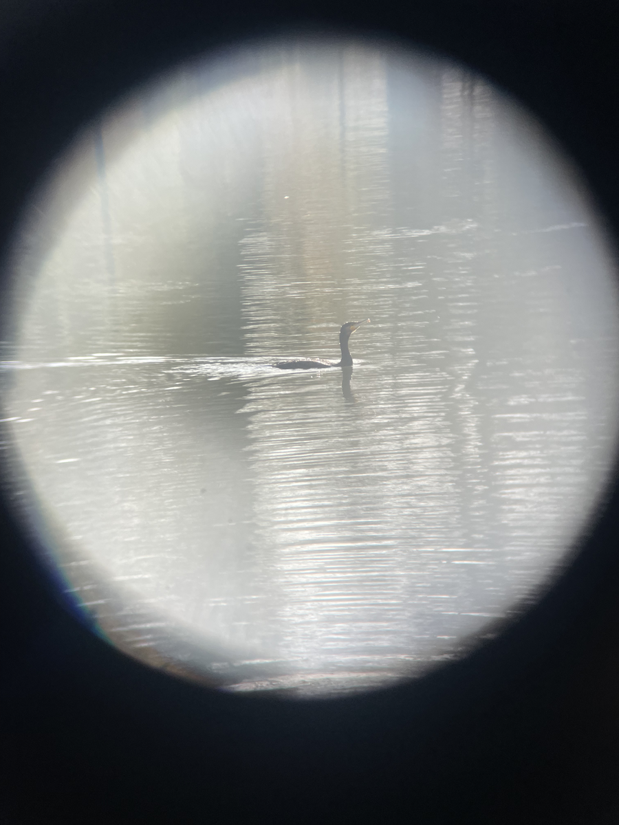 Great Cormorant - ML646112158