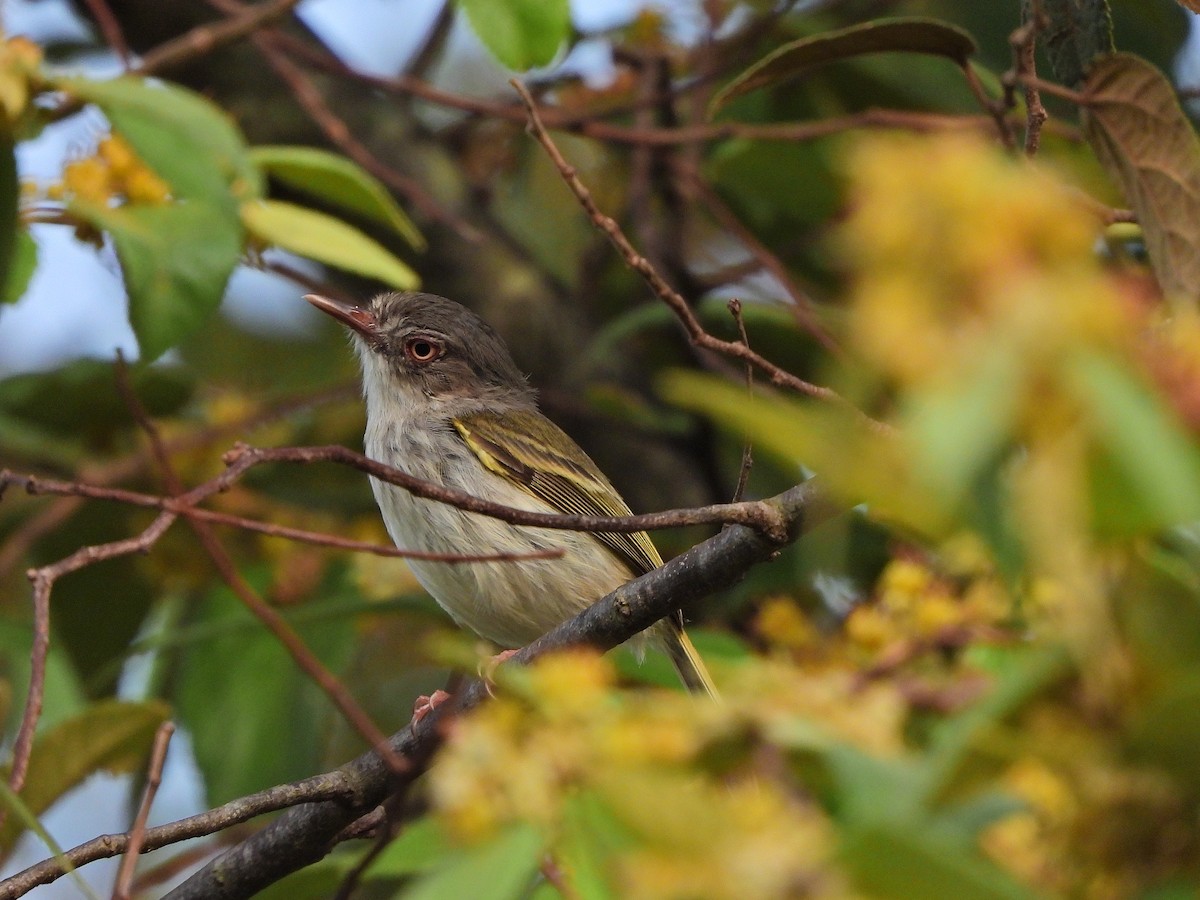 Pearly-vented Tody-Tyrant - ML646112159