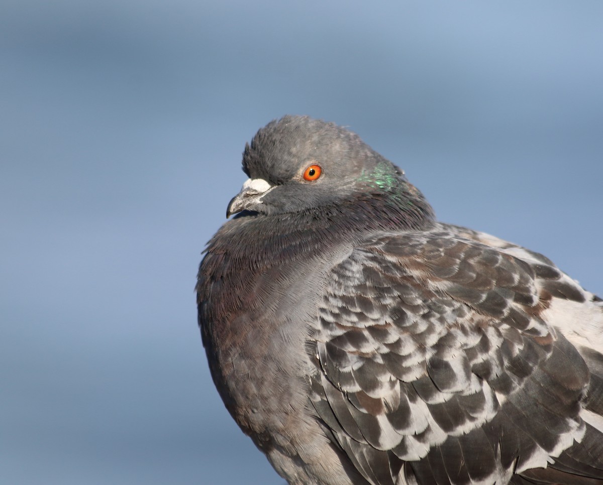יונת בית - ML646112162