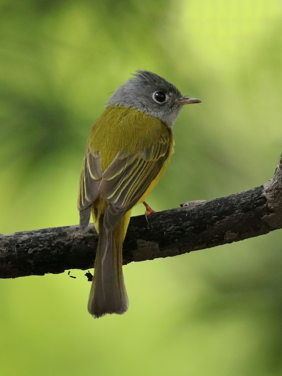 Gray-headed Canary-Flycatcher - ML646112167