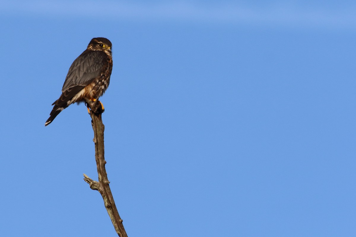 Хайргууна шонхор - ML646112169