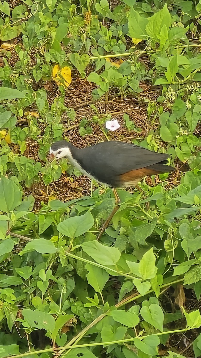 White-breasted Waterhen - ML646112170