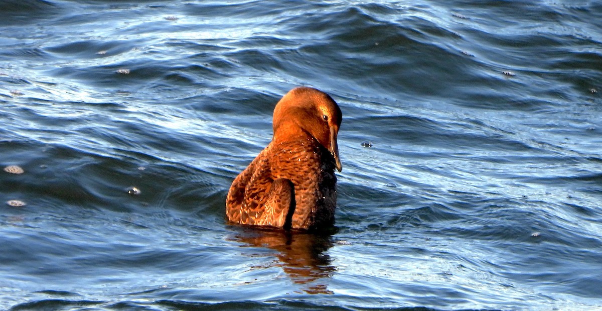 Common Eider - ML646112171