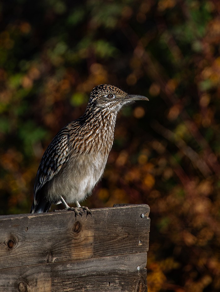 Greater Roadrunner - ML646112172