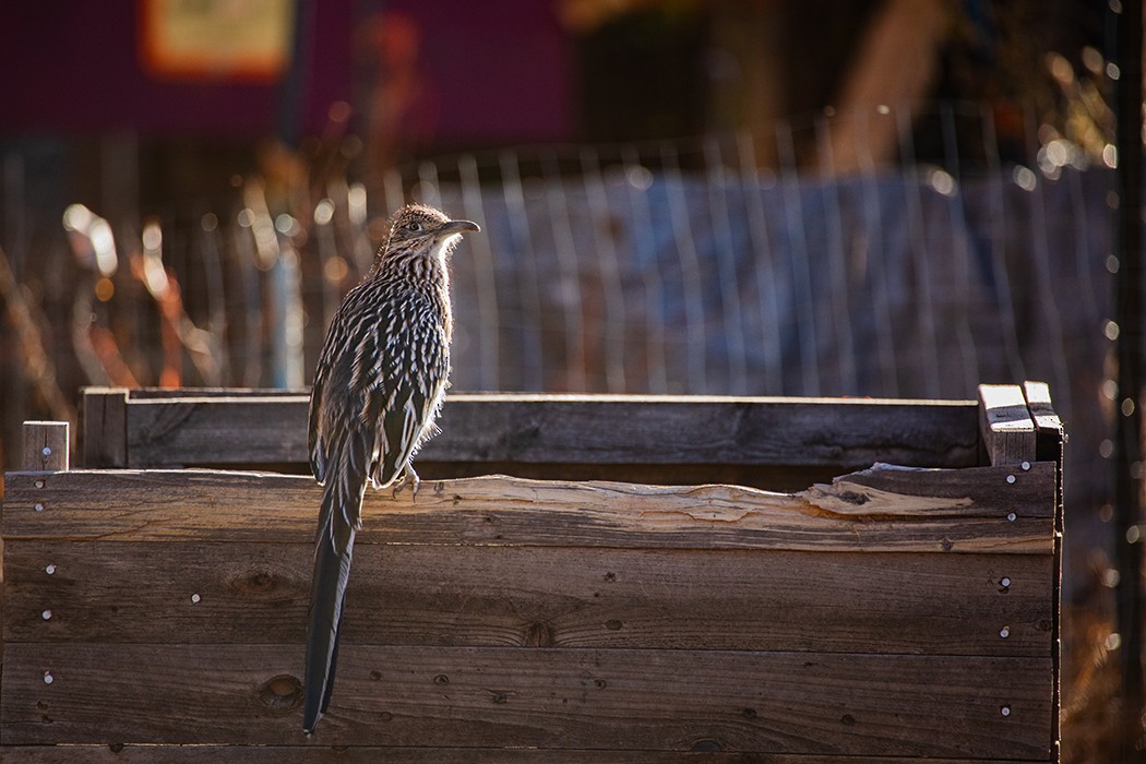 Greater Roadrunner - ML646112173