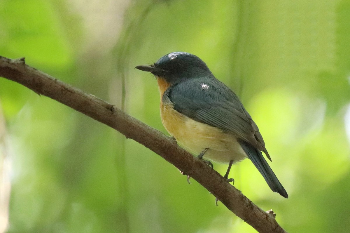 Tickell's Blue Flycatcher - ML646112175