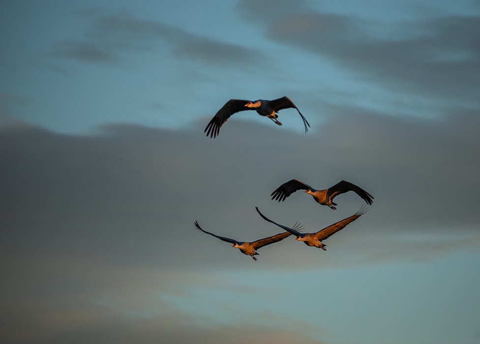 沙丘鶴 - ML646112195