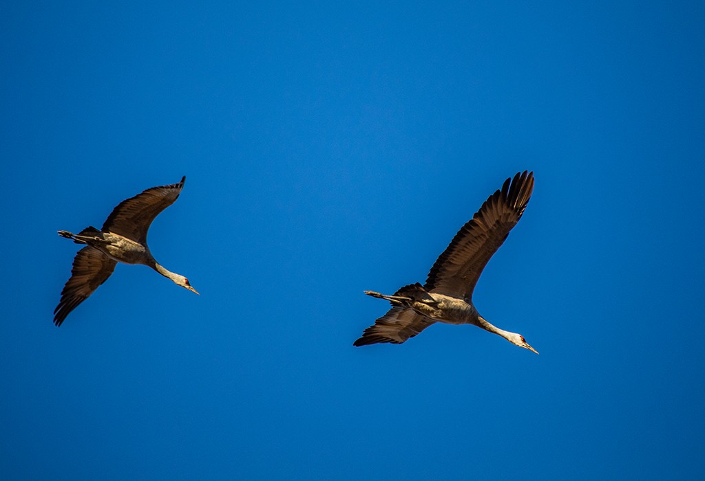 沙丘鶴 - ML646112196