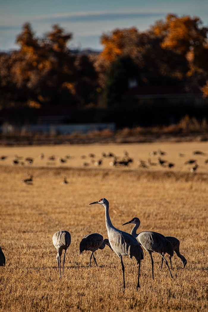 沙丘鶴 - ML646112197