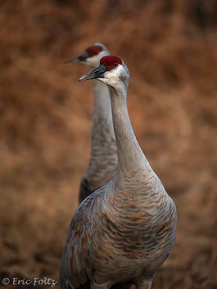 沙丘鶴 - ML646112198