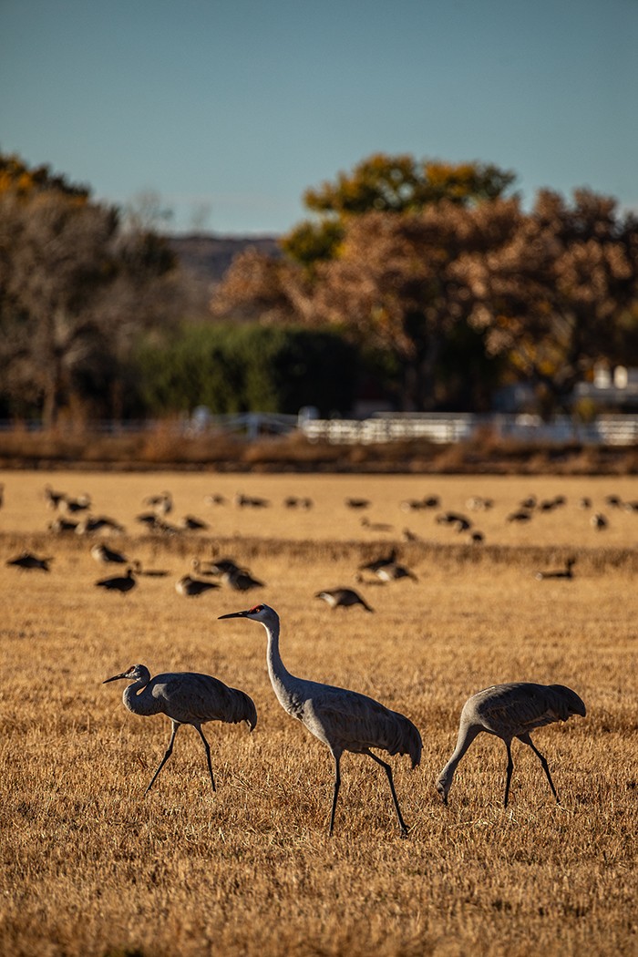 沙丘鶴 - ML646112200