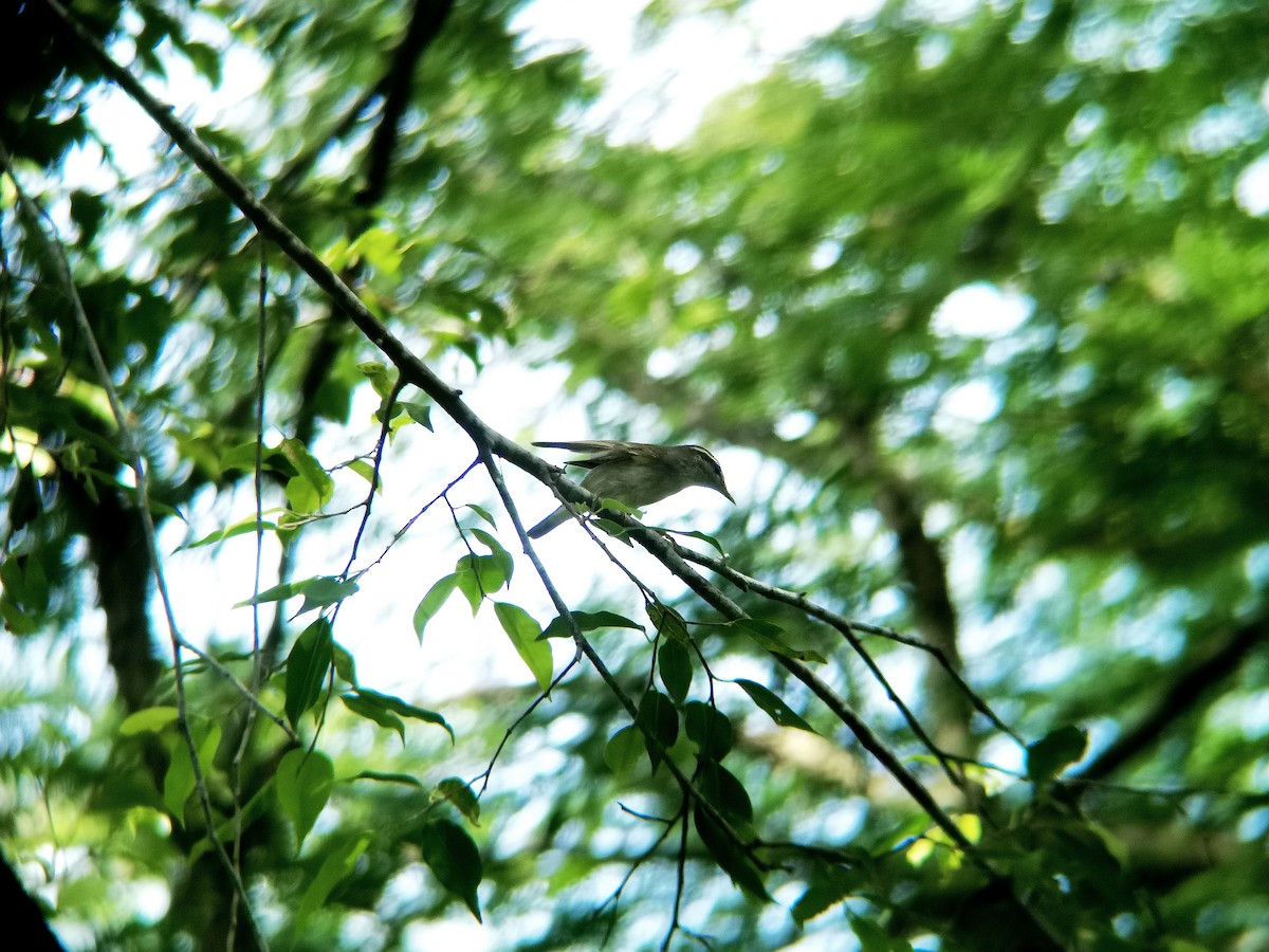 Вівчарик шелюговий - ML646112201