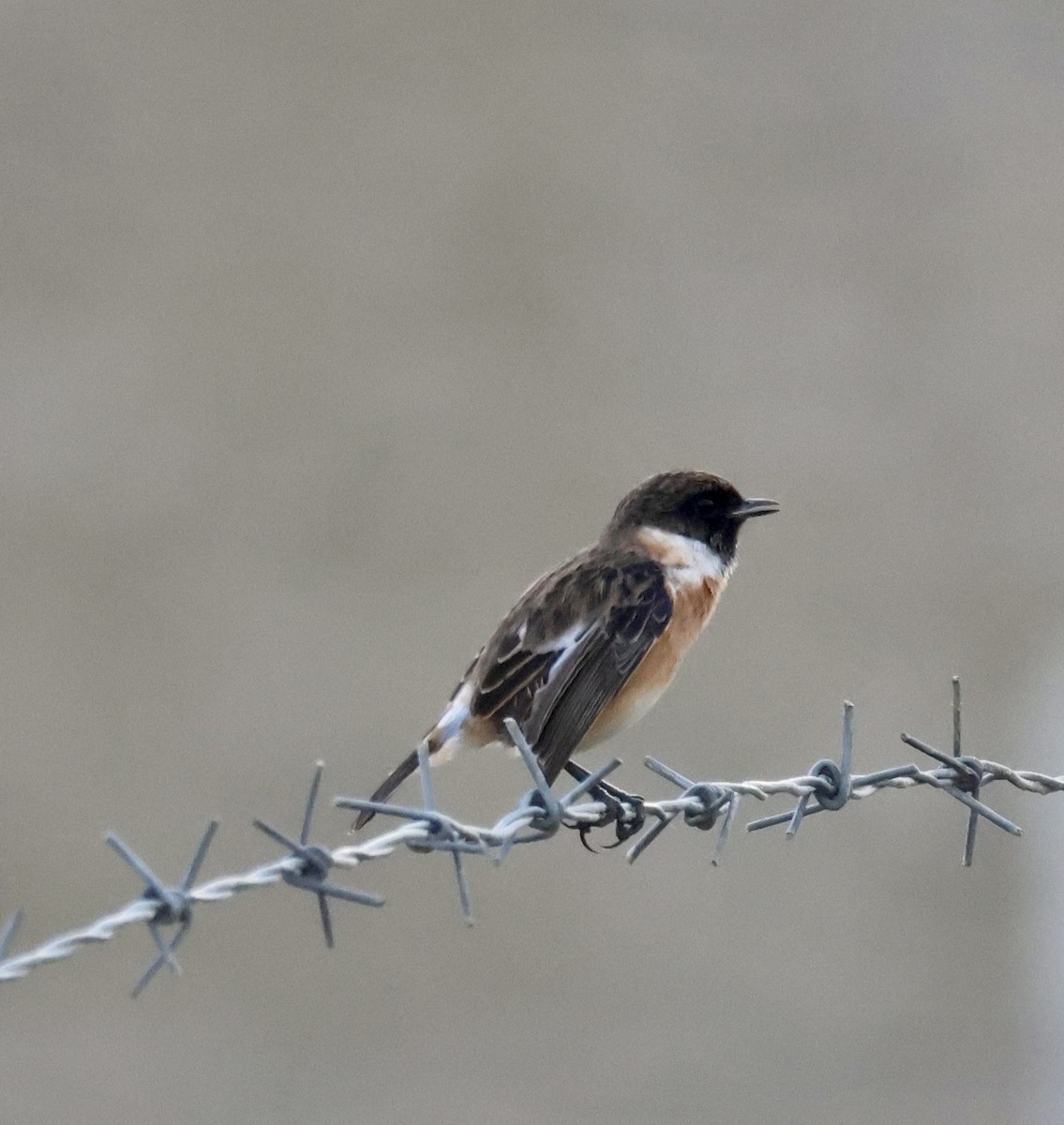 European Stonechat - ML646112210
