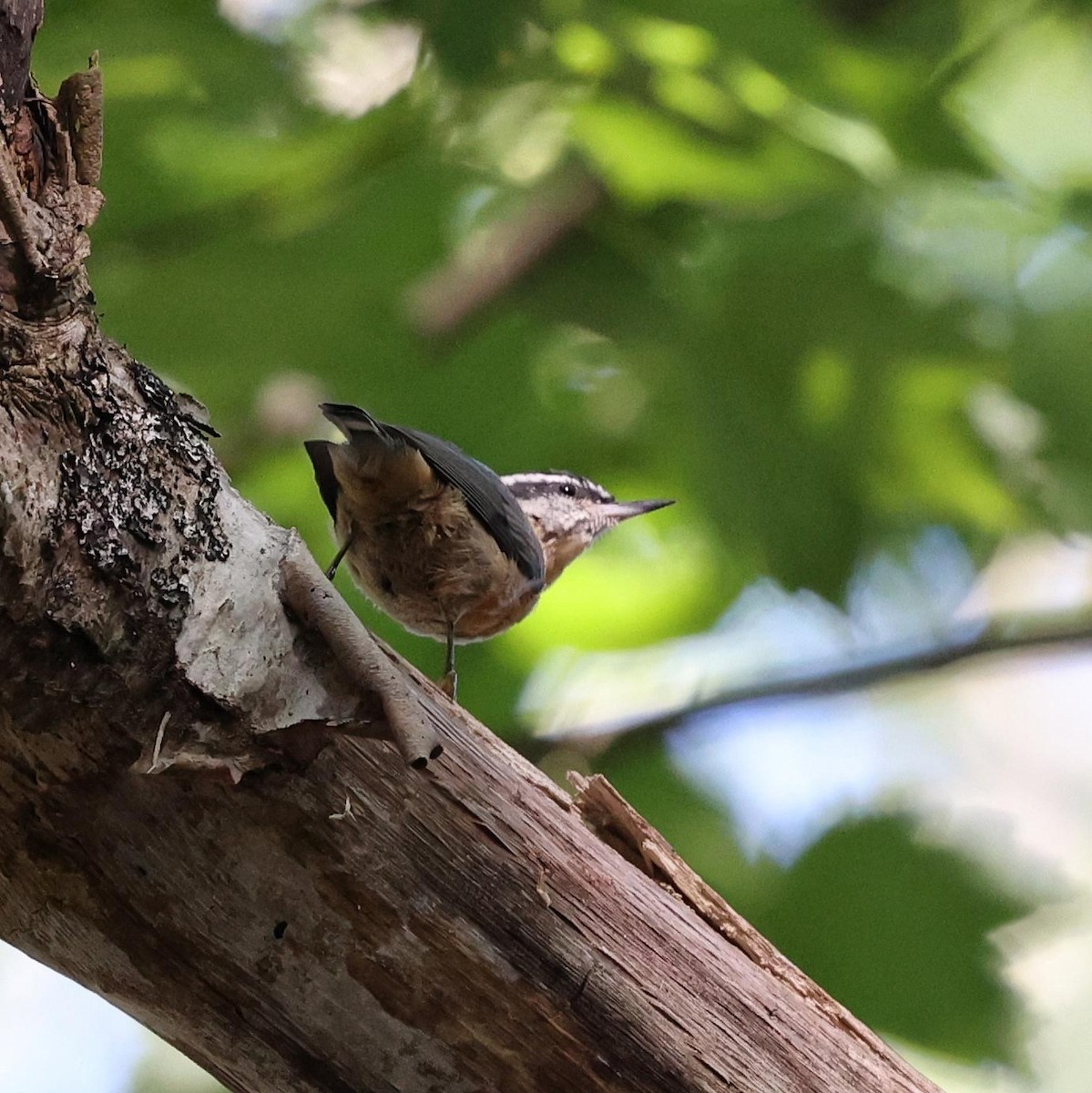 Red-breasted Nuthatch - ML646112214