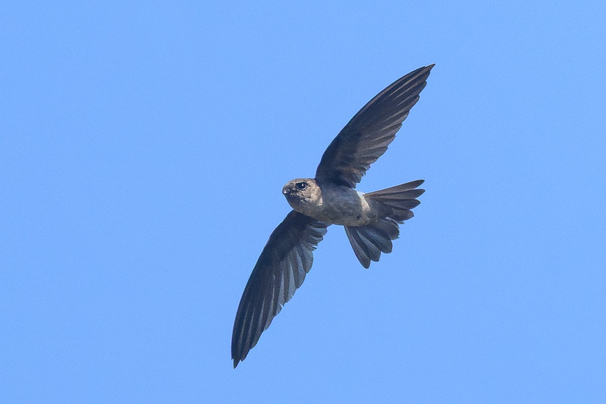 White-nest Swiftlet (Germain's) - ML646112215