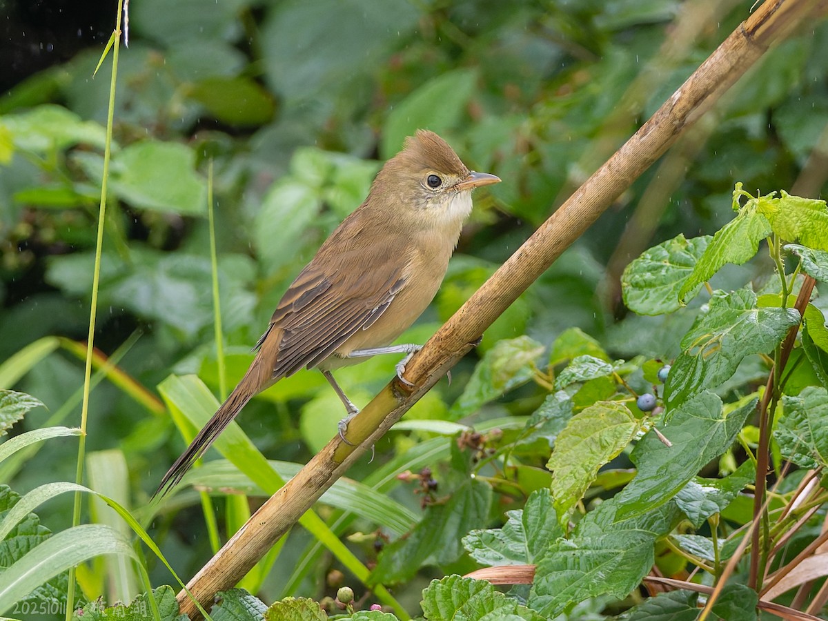 Очеретянка товстодзьоба - ML646112227