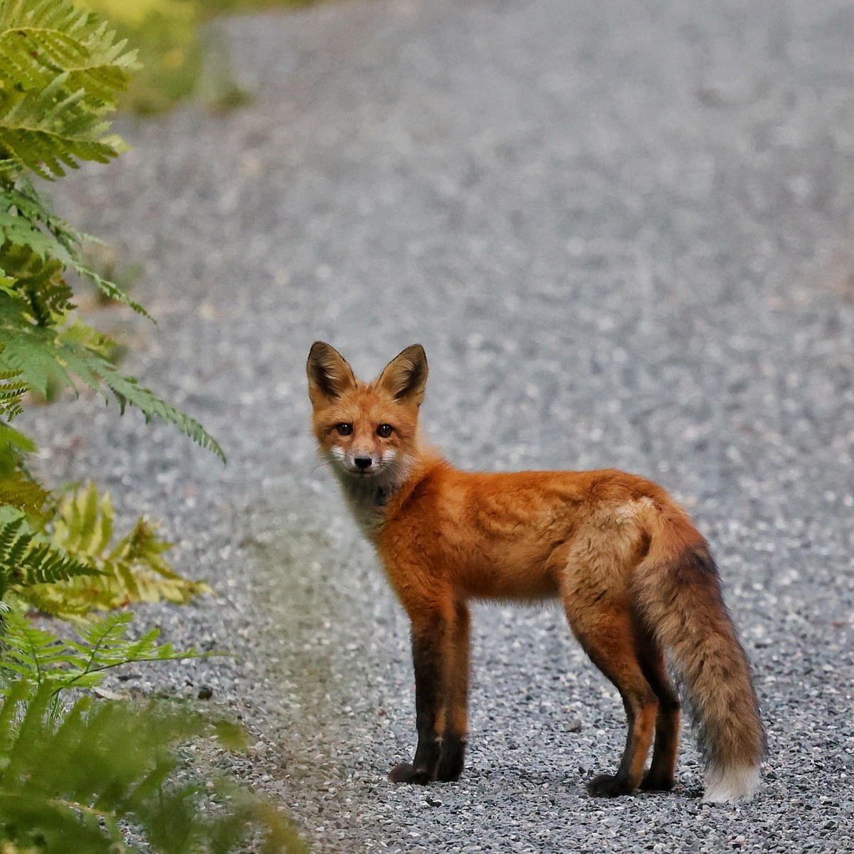Eastern American Red Fox - ML646112235